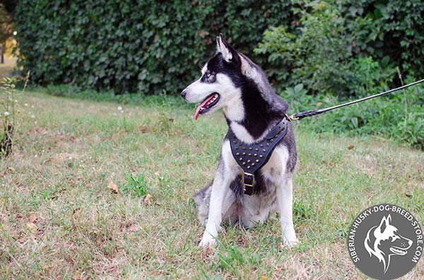 Siberian Husky black leather harness with strong brass plated hardware for walking