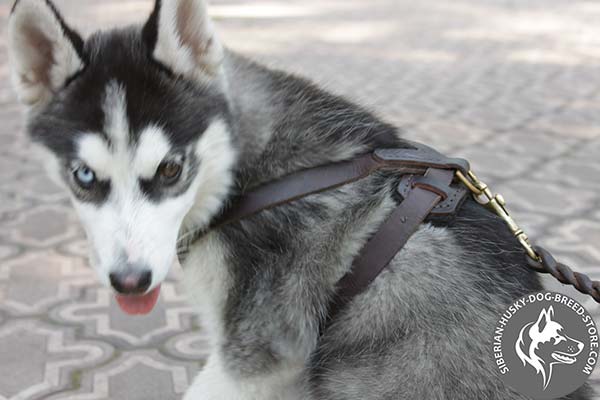 Siberian Husky brown leather harness with duly riveted fittings for any activity