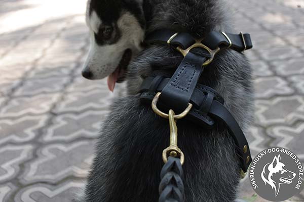 Siberian Husky leather harness of classic design with d-ring for leash attachment for improved control
