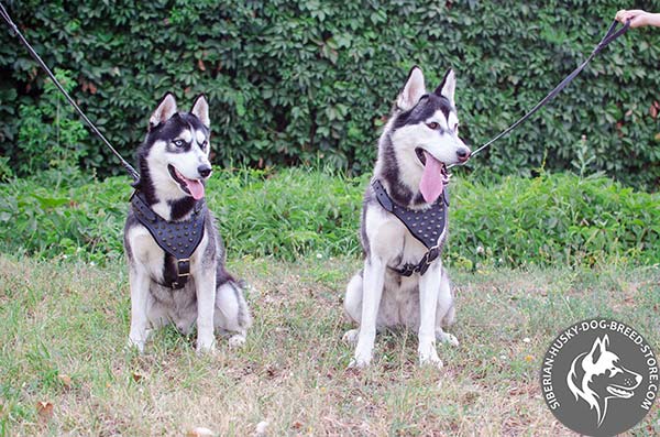 Siberian Husky leather harness with reliable fittings for professional use