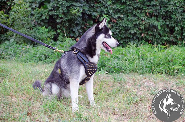 Siberian Husky black leather harness with non-corrosive spikes for basic training