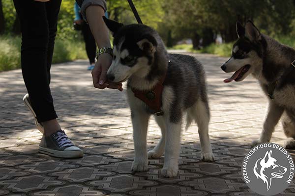 Siberian Husky leather harness with corrosion resistant fittings for perfect control