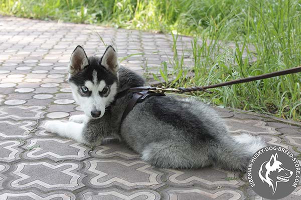 Siberian Husky brown leather harness with strong brass plated fittings for better comfort