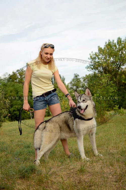 Siberian Husky nylon dog harness for pulling work