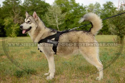 Lightweight nylon dog harness