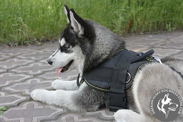 Siberian Husky nylon harness of lightweight material with d-ring for leash attachment for better comfort