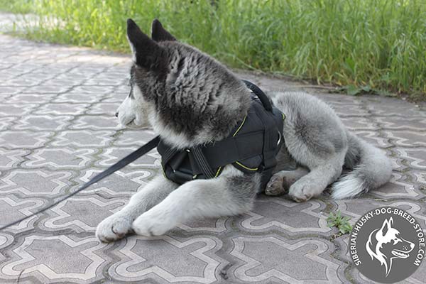 Siberian Husky nylon harness of high quality with d-ring for leash attachment for quality control
