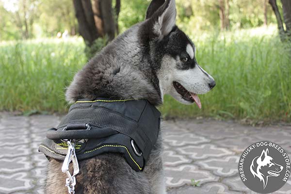 Siberian Husky nylon harness with reliable nickel plated hardware for pulling activity
