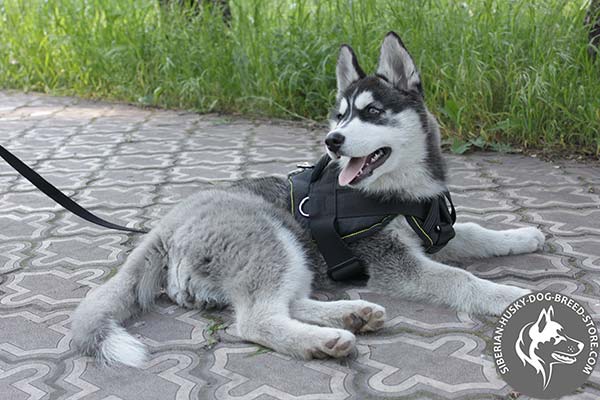 Siberian Husky nylon harness with reliable hardware for walking