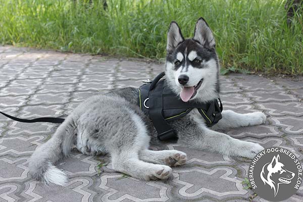 Siberian Husky nylon harness with durable fittings for daily activity