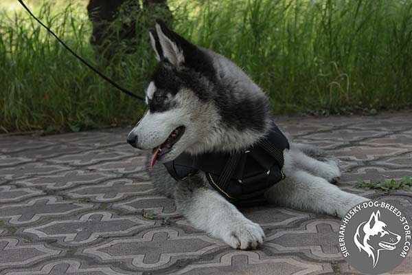 Siberian Husky nylon harness with non-corrosive hardware for perfect control