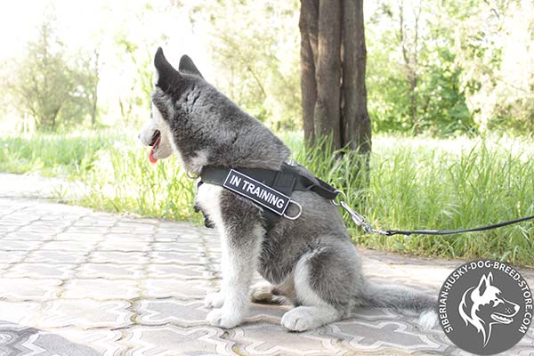 Siberian Husky nylon harness of lightweight material with d-ring for leash attachment for quality control