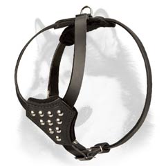 Comfy leather Siberian Husky puppy harness