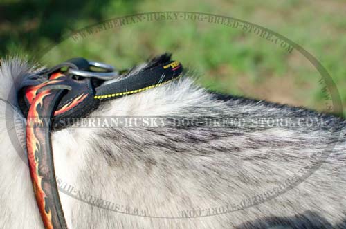Husky harness with nylon handle
