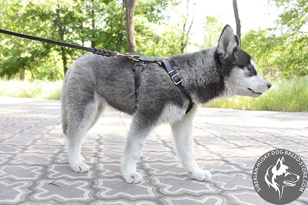 Siberian Husky leather leash of genuine materials with nickel plated hardware for professional use