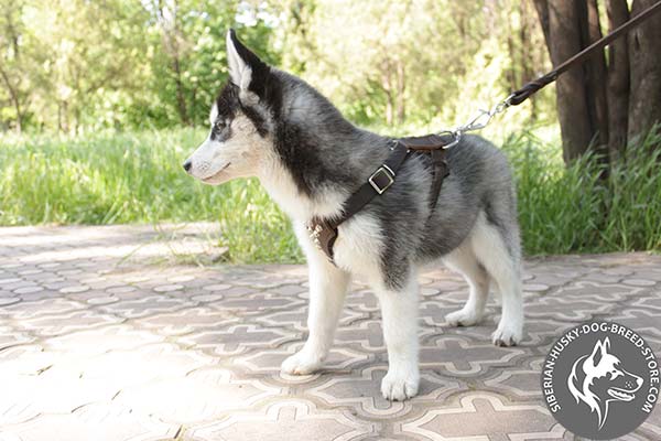 Siberian Husky leather leash with corrosion resistant nickel plated hardware for basic training