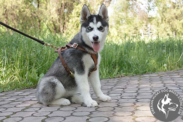 Siberian Husky leather leash with durable brass plated hardware for improved control