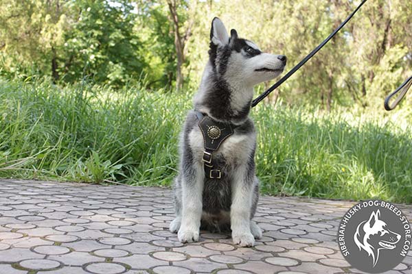Siberian Husky leather leash of lightweight material with brass plated hardware for perfect control