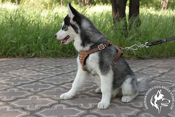 Siberian Husky leather leash with durable nickel plated hardware for perfect control