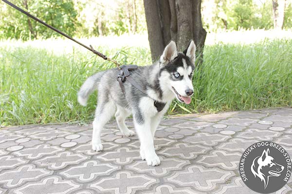 Siberian Husky leather leash of lightweight material with brass plated hardware for basic training