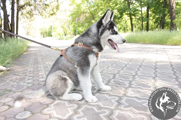 Siberian Husky leather leash of high quality with brass plated hardware for improved control