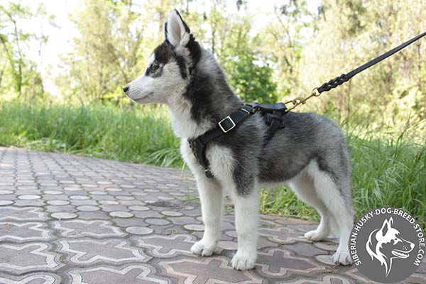 Siberian Husky leather leash with non-corrosive hardware for basic training