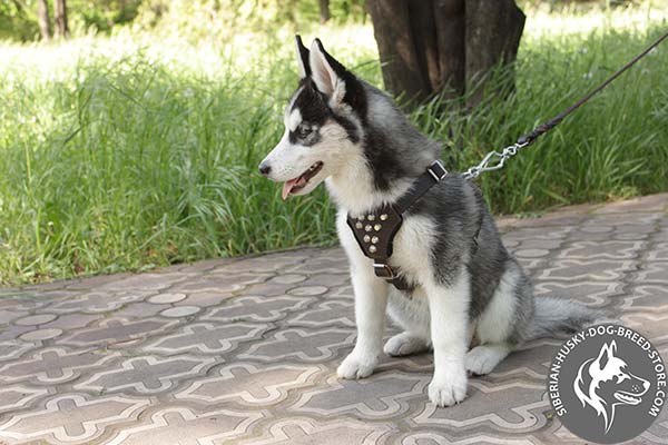 Siberian Husky leather leash with rust-proof nickel plated hardware for improved control