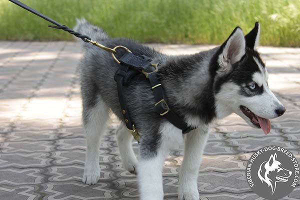 Siberian Husky leather leash with braids with brass plated hardware for daily activity