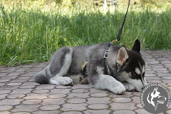 Siberian-Husky leather leash of genuine materials with brass plated hardware for professional use