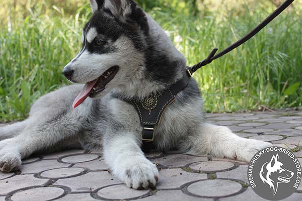 Siberian Husky leather leash with rustless nickel plated hardware for professional use