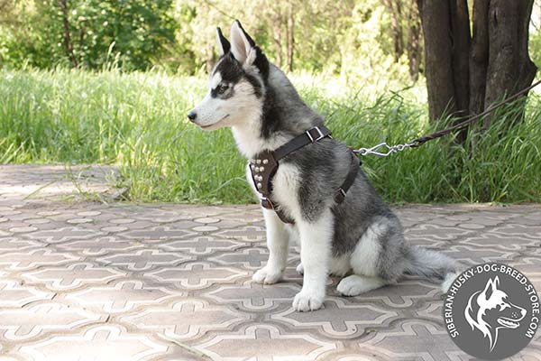 Siberian Husky leather leash with rust-proof nickel plated hardware for professional use