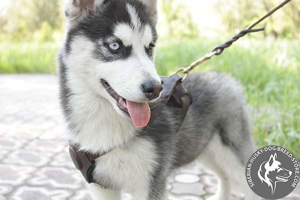 Siberian Husky leather leash with rust-free hardware for quality control