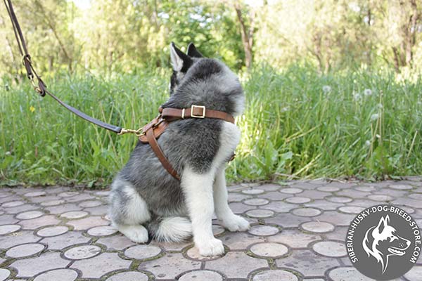 Siberian Husky leather leash with non-corrosive brass plated hardware for basic training