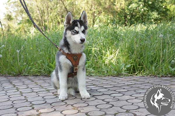 Siberian Husky leather leash of genuine materials with brass plated hardware for daily walks