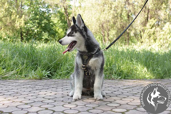 Siberian Husky leather leash with reliable hardware for safe walking