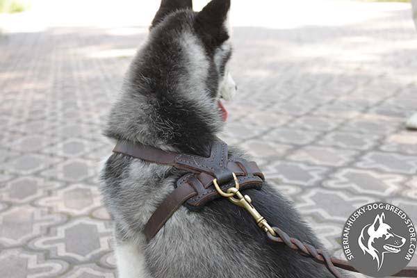 Siberian Husky leather leash with rust-resistant hardware for daily walks