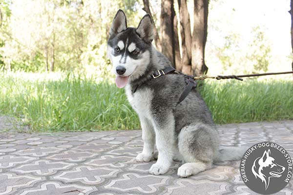 Siberian Husky leather leash with rust-resistant nickel plated hardware for any activity