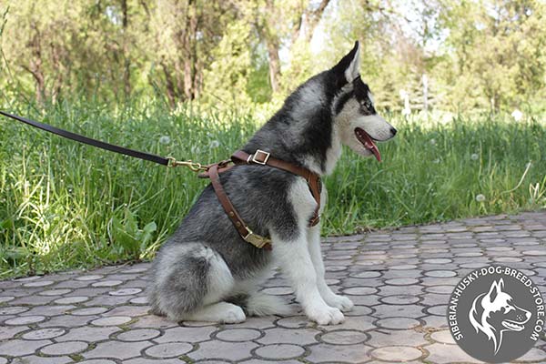 Siberian Husky leather leash with rust-proof brass plated hardware for any activity