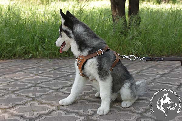 Siberian Husky leather leash with rust-proof hardware for basic training