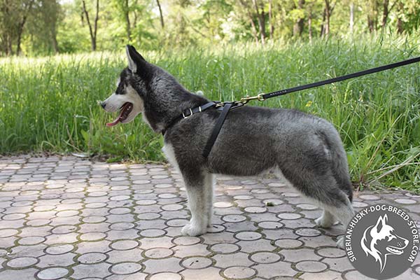 Siberian Husky leather leash with rust-resistant hardware for basic training