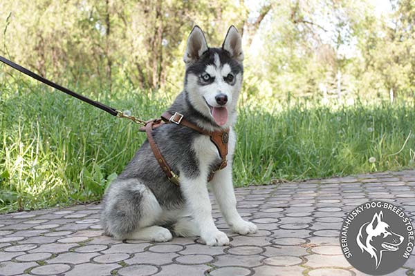Siberian Husky leather leash with corrosion resistant brass plated hardware for walking