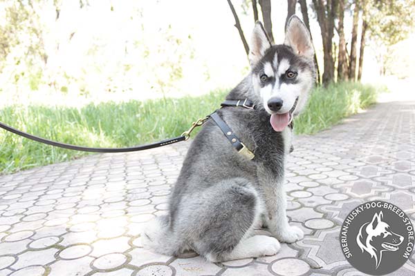 Siberian Husky leather leash of classic design with brass plated hardware for basic training
