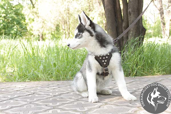 Siberian Husky leather leash with rust-proof hardware for basic training