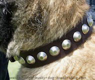 Gorgeous Wide Leather Dog Collar for Akita,Husky,Malamute