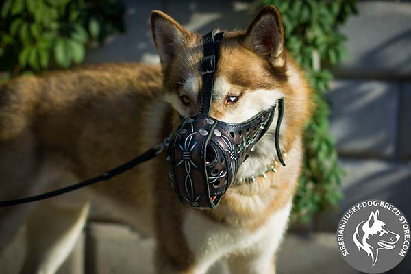 Siberian Husky leather muzzle of high quality with nickel plated hardware for improved control