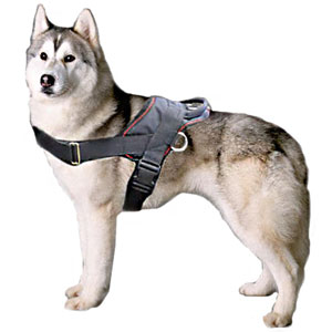 Siberian Husky dog harnesses, leather padded dog harness, nylon dog harnesses, Siberian Husky agitation dog harness, Siberian Husky attack dog harness, Siberian Husky patrol dog harness Siberian Husky Harnesses