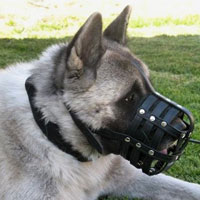 Siberian Husky Elegant Leather Dog Muzzle Siberian Husky Elegant Leather Dog Muzzle