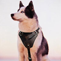 Leather dog muzzle for Siberian Husky