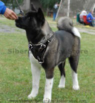 Training Quality Leather Dog Harness for Akita Inu Training Quality Leather Dog Harness for Akita Inu