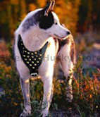 Siberian Husky harness,nylon dog harness,leather dog harness,tracking dog harness,pulling dog harness,tracking dog harnss